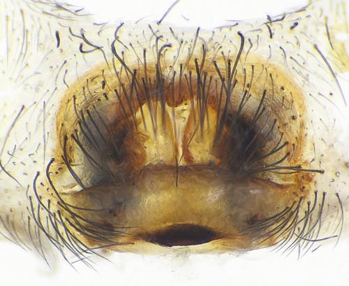Eratigena agrestis